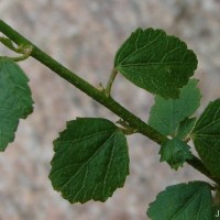 Hibiscus micranthus L.f.